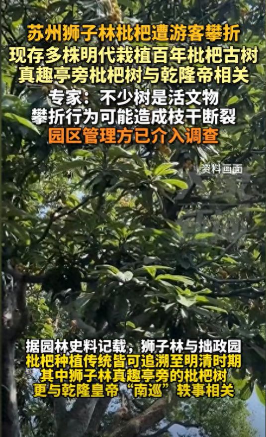 明代栽植百年枇杷古树专家：园区管理方已介入调查AG真人旗舰厅苏州狮子林枇杷遭游客攀折现存多株(图1)