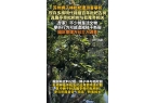 明代栽植百年枇杷古树专家：园区管理方已介